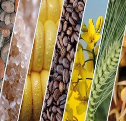 CommoditiesExportação