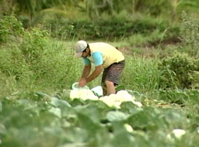 agropecuaria_emprego