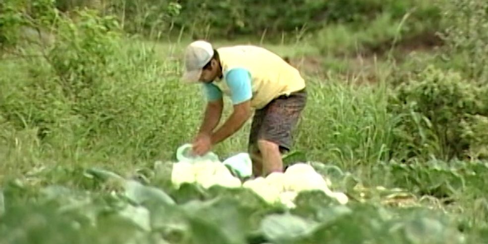 agropecuaria_emprego